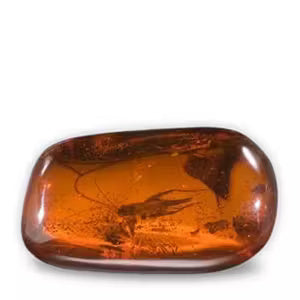 Amber (Kaharwa)